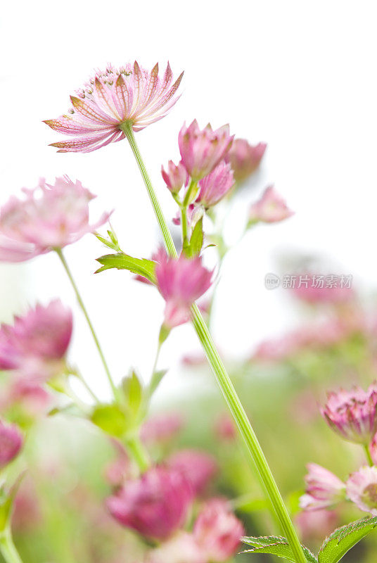 大麦草(Astrantia major) - I